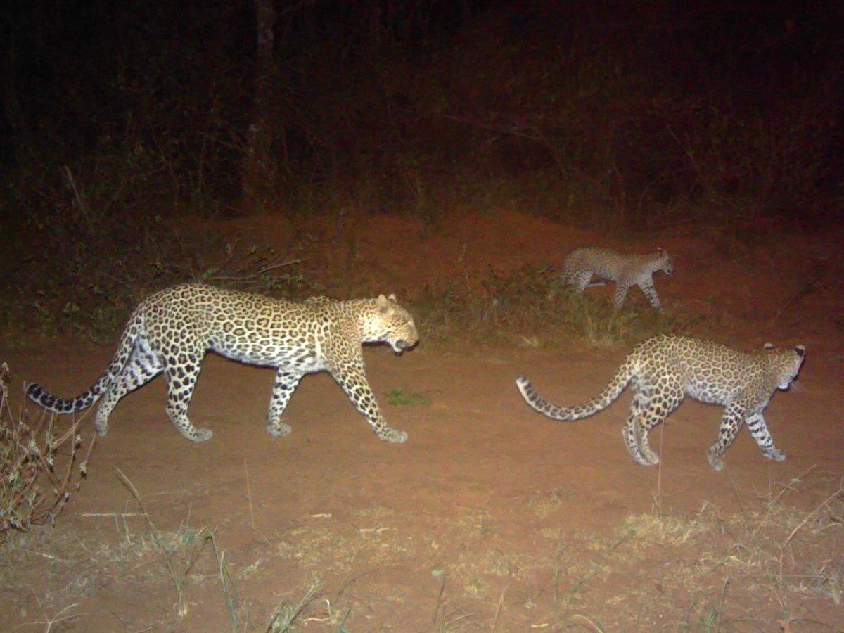 AkageraPark's tweet photo. We have exciting updates from our leopard survey in Akagera! In the past 13 months, we set up 284 camera traps that captured 948 photos and identified 59 individual leopards: 27 males, 25 females, and 7 of unknown sex.
#Conservation  #LeopardSurvey #Akagera #WildlifeResearch https://t.co/bt07UqkWTb