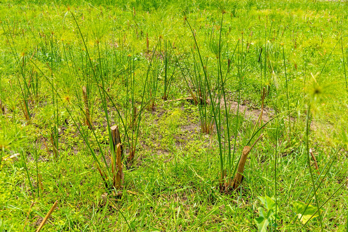 rcl_rw's tweet image. The Kigali Wetlands Restoration Project: Gikondo Wetlands Progress.

#GreenRwanda #RealProjects