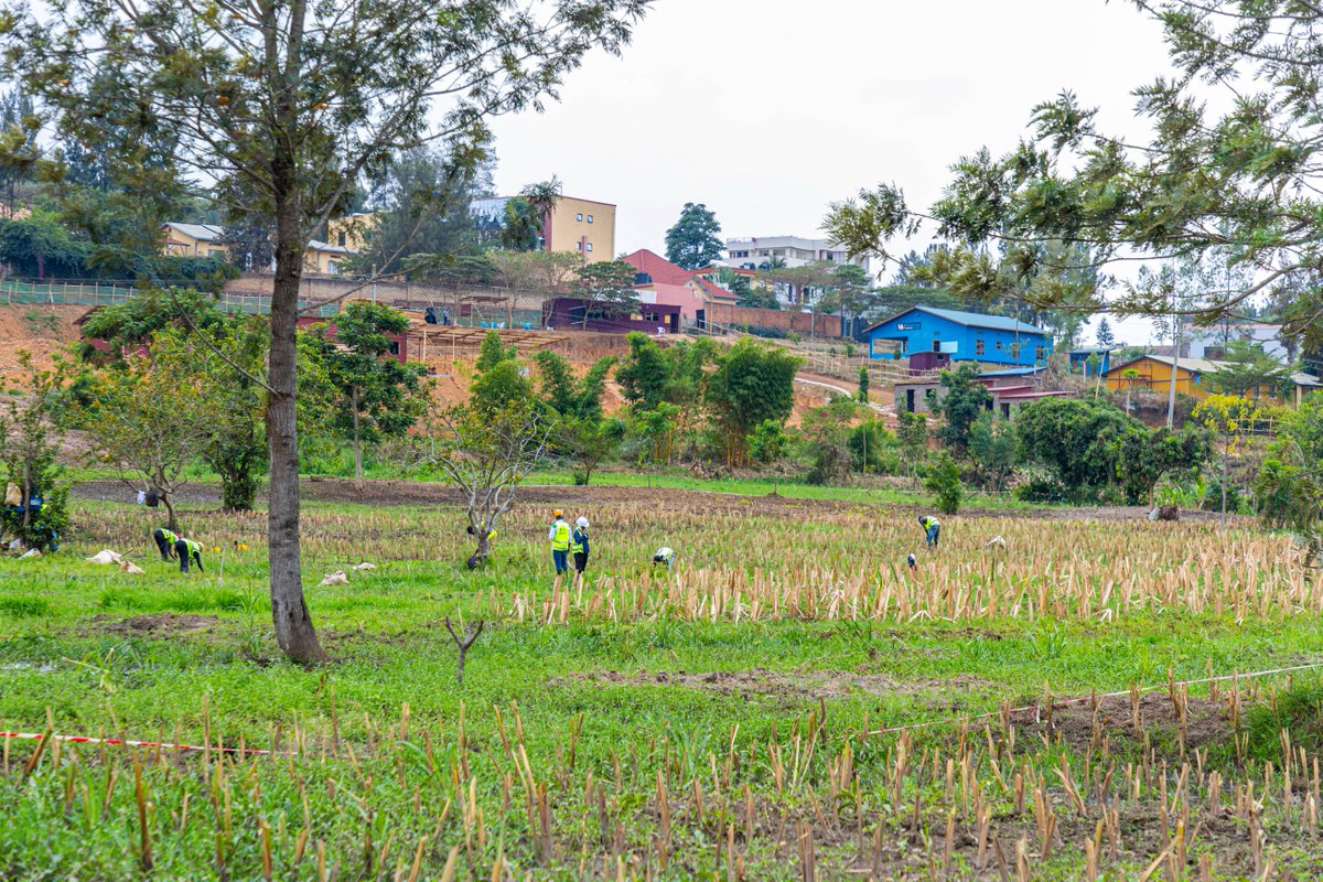 rcl_rw's tweet image. The Kigali Wetlands Restoration Project: Gikondo Wetlands Progress.

#GreenRwanda #RealProjects