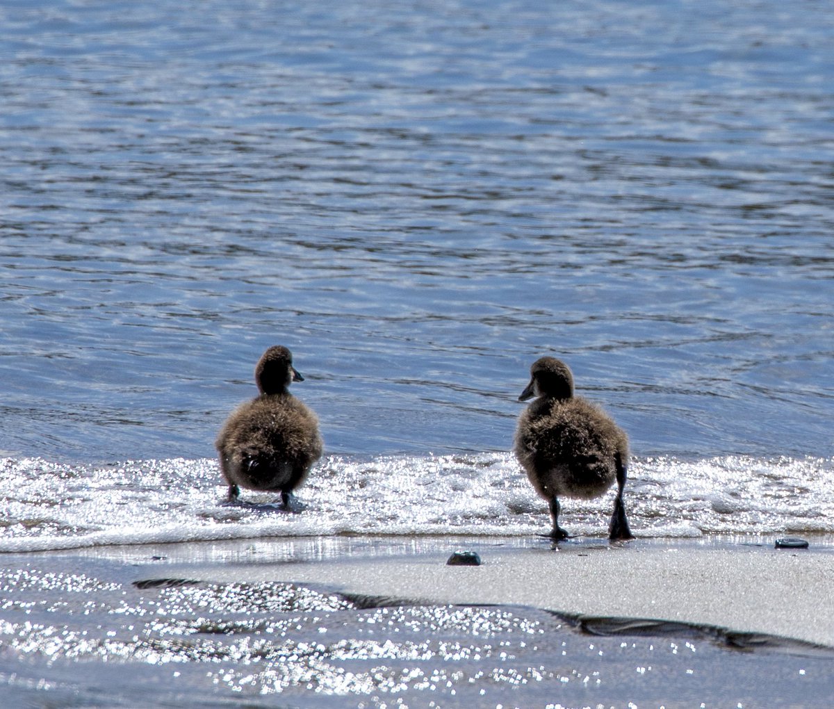 Aan de kust ervaar ik altijd de grootsheid en kracht van de natuur. De eindeloze beweging van golven en getijden. Een plek vol ruimte, chaos en flow. Het ritme stelt me gerust. Het zachte licht wisselt de storm af.  #Eendjes &amp; #Tweetjes 
#november_kiek <a href="/Tpzijl/">Peter</a> #IkVertrek #zee