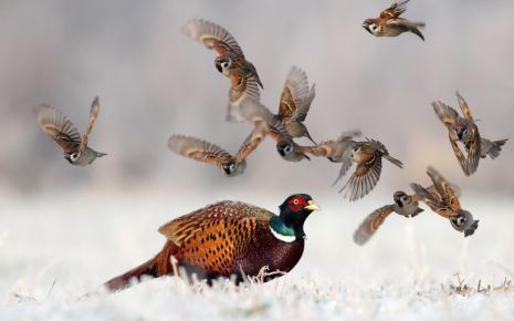 Faulk County is a hunter’s haven. Read this article to find out why. faulktonsd.com/faulkton/news/…