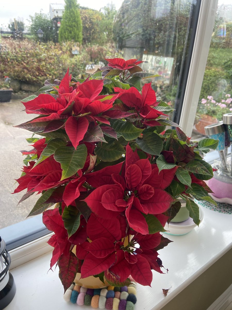 Maureen Tully tweet media