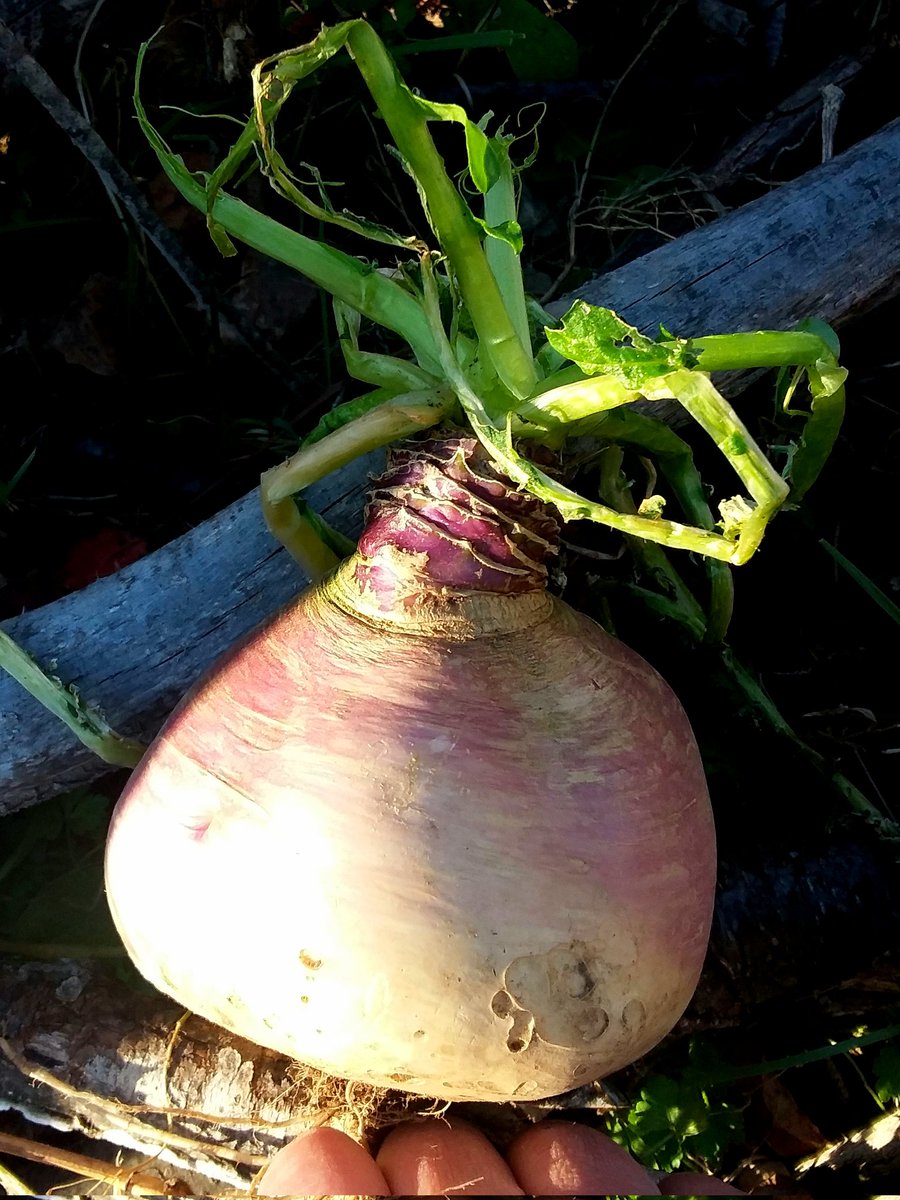 I don't have a ton of luck growing pumpkin, but the turnips have done pretty well this year, I tried to let this one grow big and to carve it.. But did not get around to carving, pink pickled instead.

#TurnipLanterns #JackOlantern #halloween