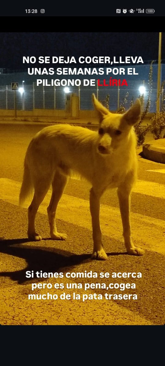 areagossosbdn's tweet photo. 🆘🆘AYUDA URGENTE 🆘🆘
Lleva una semana merodeando por el polígono de #Lliria y no se deja coger.
Se necesita equipo de rescate con jaula trampa.
Esta herido.
#Dana #Valencia
#ayudaurgente #animales
📣📣📣
                  👇👇👇 https://t.co/Kp41iUuI9S