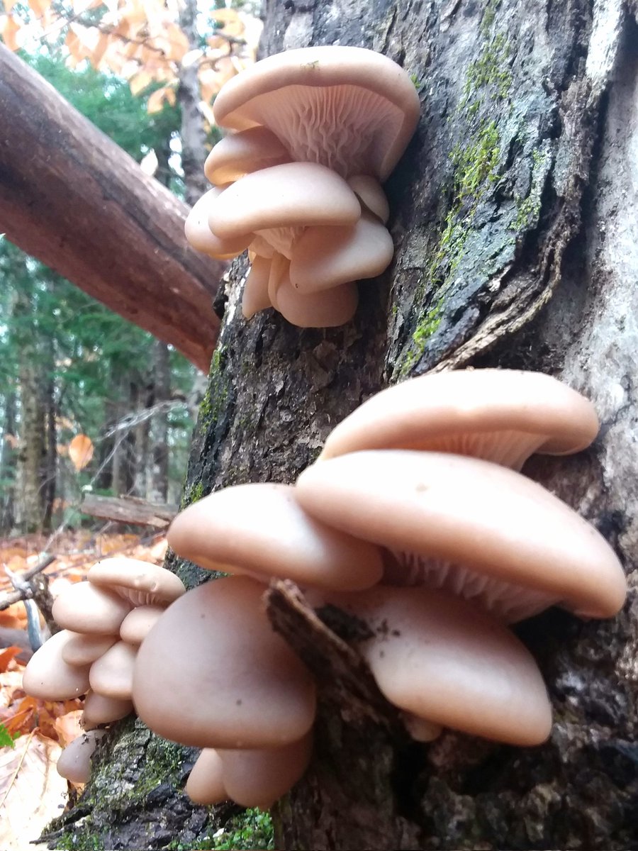 Lovely little oysters #mushrooms
#Nature #MushroomMonday