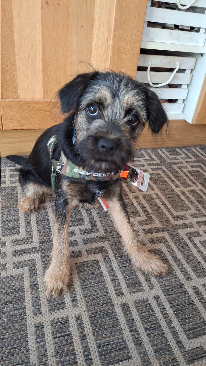 Molly Pickle CBE tweet media