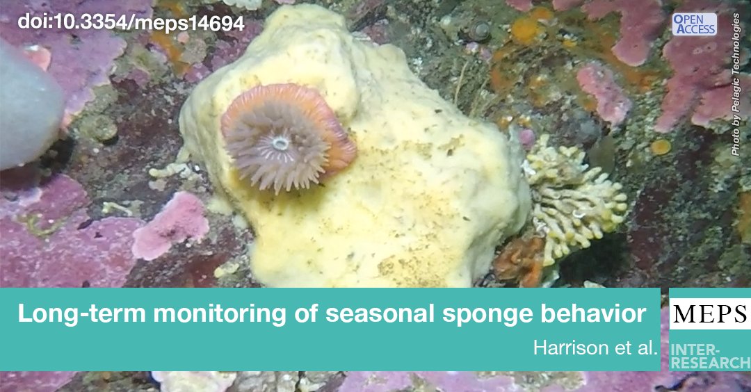 Meet Belinda, the extraordinary sponge! 🧽✨ A Suberites concinnus in Barkley Sound, BC, Belinda responds to her environment with unique behaviors. From long-term winter contractions to active summer expansions, Belinda is full of surprises! 
bit.ly/meps_748_33