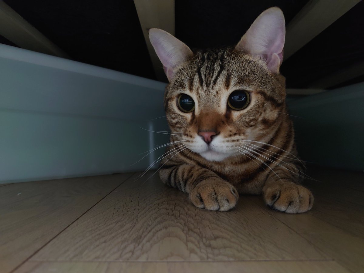 ASATO1_king's tweet photo. 今月末に、新たな猫を迎えることになりました
2男2女
ベンガル ラテとルナ
メインクーン ベル
新 ノルウェージャンフォレストキャット テト
中型から大型猫4kg～6kg↑
みんな重たいです https://t.co/hEdwMsuaYa