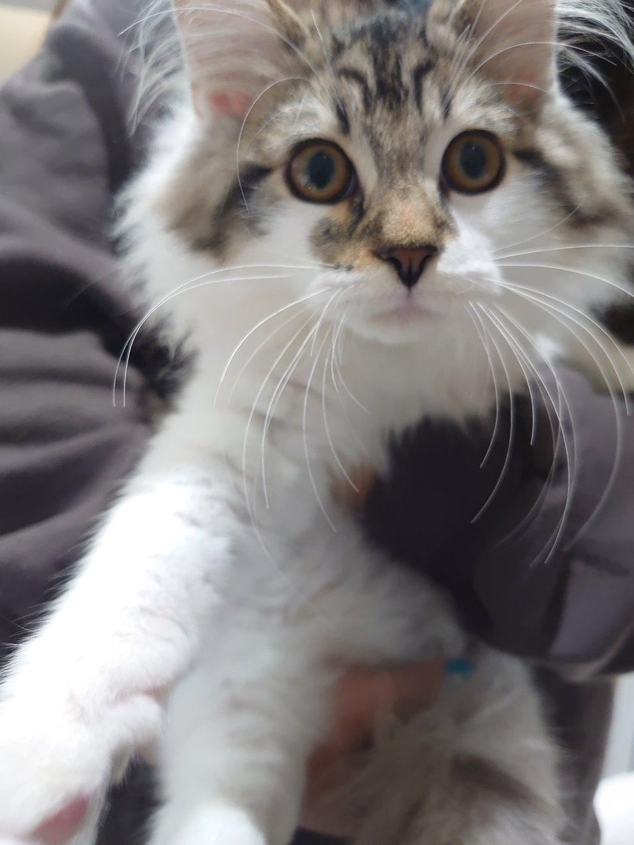 ASATO1_king's tweet photo. 今月末に、新たな猫を迎えることになりました
2男2女
ベンガル ラテとルナ
メインクーン ベル
新 ノルウェージャンフォレストキャット テト
中型から大型猫4kg～6kg↑
みんな重たいです https://t.co/hEdwMsuaYa
