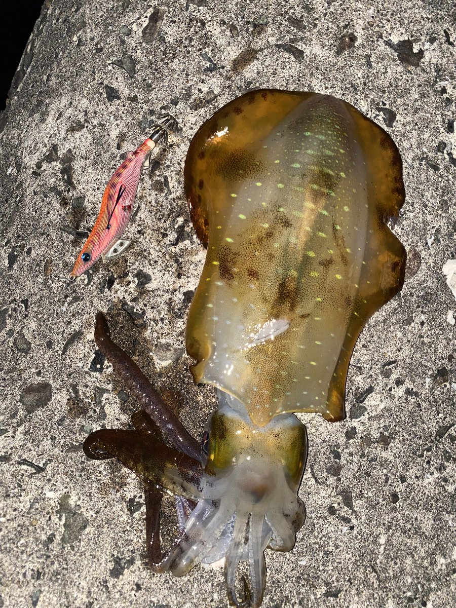 Kiyosu55's tweet image. 釣り人あるある

ライト忘れて　
タモ遠くへ置いた時に限って釣れる💦　

#エギング　#YAMASHITA
#カクテルオレンジ