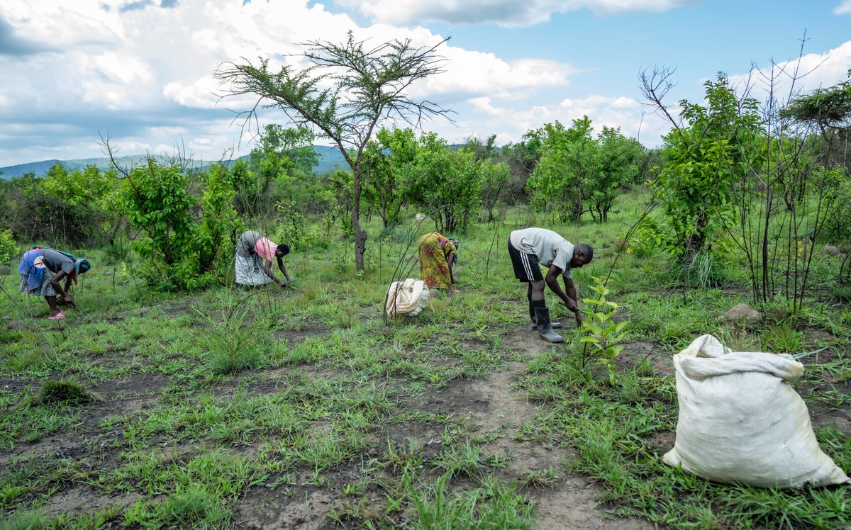 RwandaMoD's tweet photo. The Rwanda Defence Force (RDF) has launched a program to assist livestock farmers in the Kayonza, Gatsibo, and Nyagatare districts by granting them access to harvest fodder in the Gabiro Military Domain, supporting efforts to boost milk production. https://t.co/4Yjdprgmjp https://t.co/hg5VlA4nME