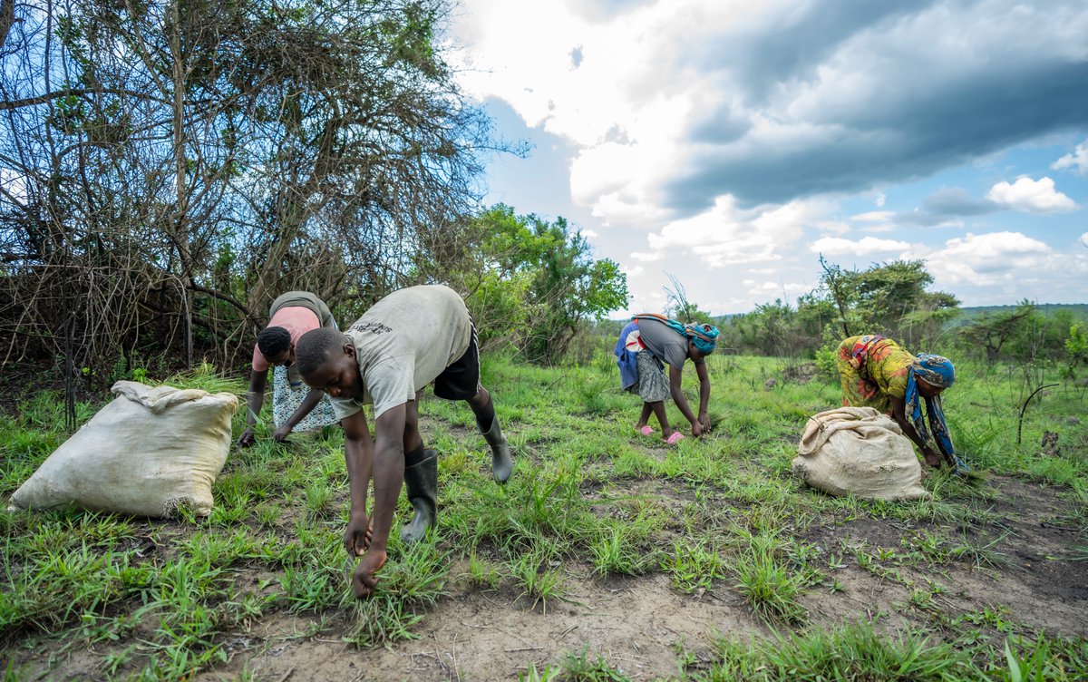 RwandaMoD's tweet photo. The Rwanda Defence Force (RDF) has launched a program to assist livestock farmers in the Kayonza, Gatsibo, and Nyagatare districts by granting them access to harvest fodder in the Gabiro Military Domain, supporting efforts to boost milk production. https://t.co/4Yjdprgmjp https://t.co/hg5VlA4nME