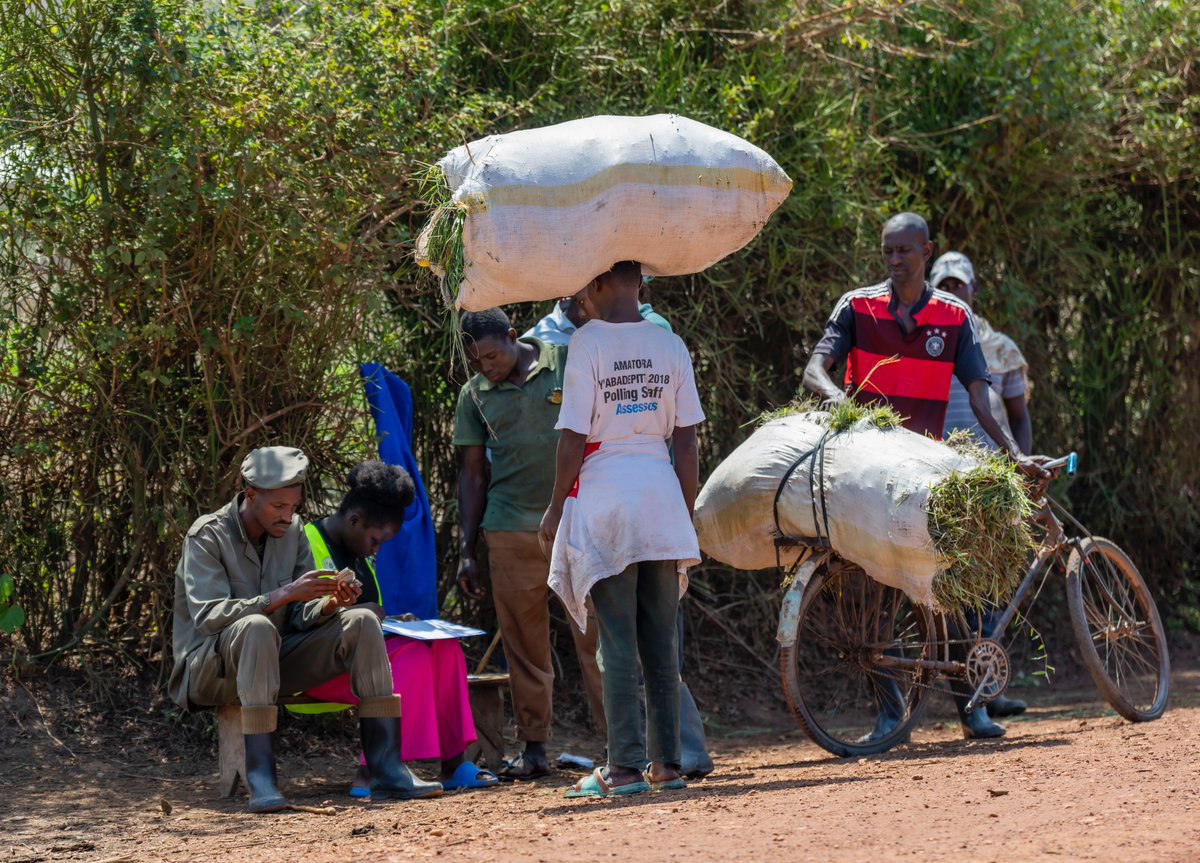 RwandaMoD's tweet photo. The Rwanda Defence Force (RDF) has launched a program to assist livestock farmers in the Kayonza, Gatsibo, and Nyagatare districts by granting them access to harvest fodder in the Gabiro Military Domain, supporting efforts to boost milk production. https://t.co/4Yjdprgmjp https://t.co/hg5VlA4nME