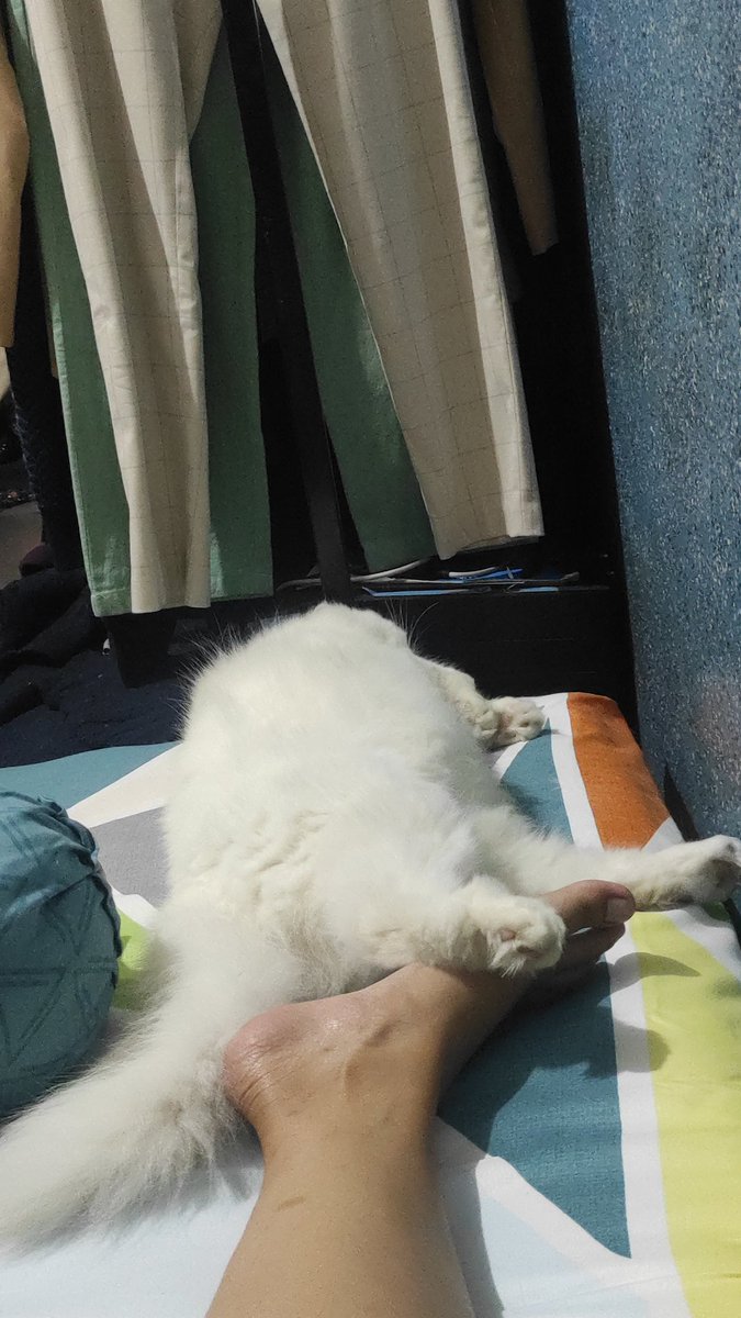 Kucing gengsi, tidur barengan gamau deketan tapi kakinya harus nyentuh