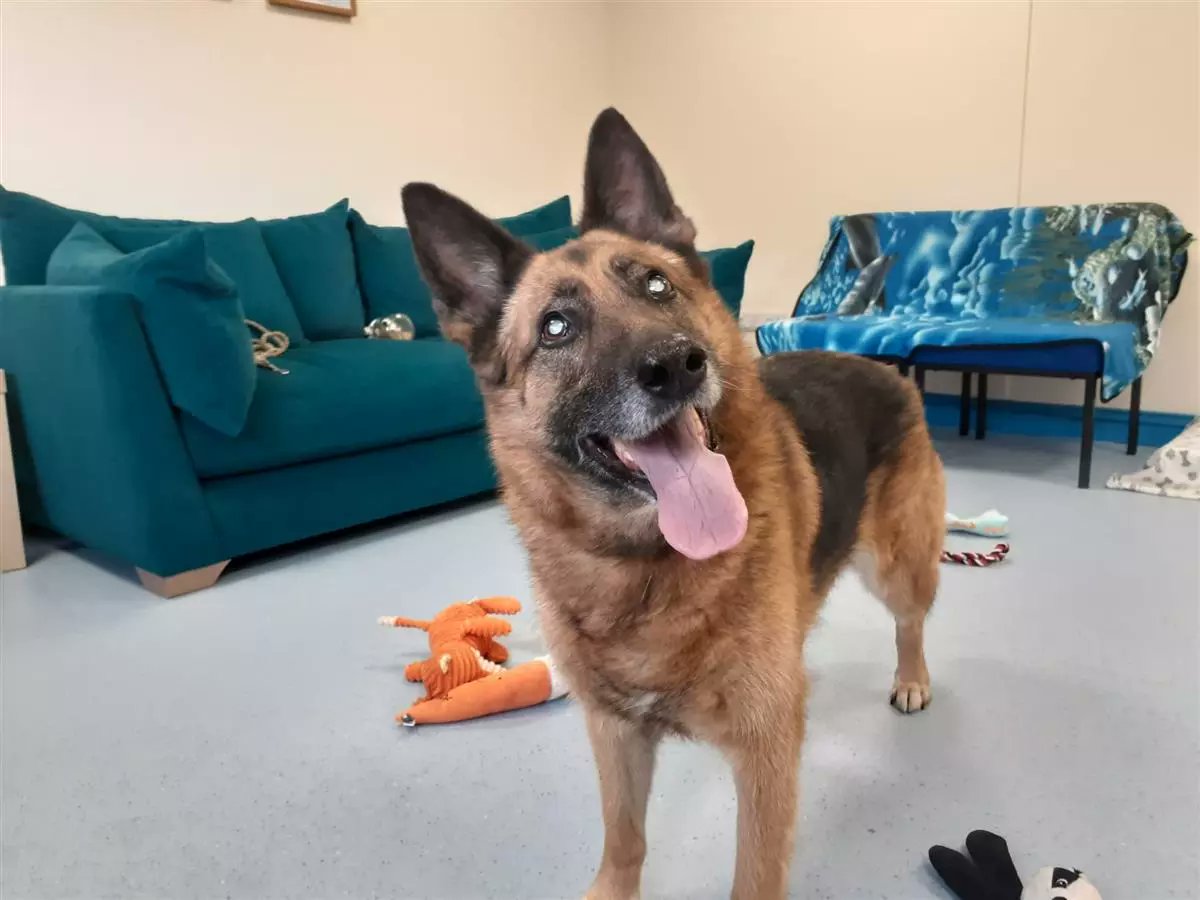 Please retweet, special appeal to help blind dog, Juno, find a home #EXETER  #DEVON #UK 🐶🏡🌟
Available for adoption, registered British charity✅
This is the beautiful Juno – our blind female German Shepherd who is looking for a forever home! Sadly her adoption has fallen