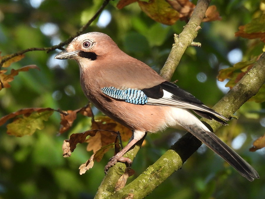IanFouk's tweet image. Great Spotted Woodpecker (m&amp;amp;f), Jay x2, Bullfinch x6 (3m,3f), Reed Bunting this morning at Cowpen Bewley Woodland Park.
@teesbirds1