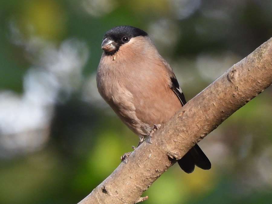 IanFouk's tweet image. Great Spotted Woodpecker (m&amp;amp;f), Jay x2, Bullfinch x6 (3m,3f), Reed Bunting this morning at Cowpen Bewley Woodland Park.
@teesbirds1