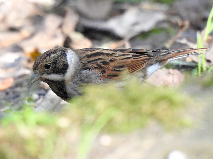 IanFouk's tweet image. Great Spotted Woodpecker (m&amp;amp;f), Jay x2, Bullfinch x6 (3m,3f), Reed Bunting this morning at Cowpen Bewley Woodland Park.
@teesbirds1
