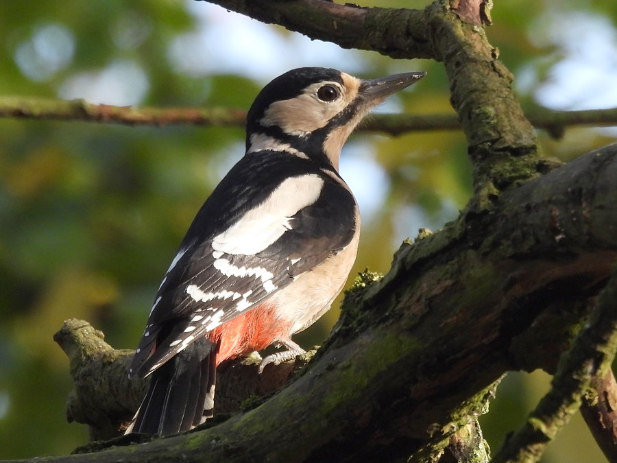 IanFouk's tweet image. Great Spotted Woodpecker (m&amp;amp;f), Jay x2, Bullfinch x6 (3m,3f), Reed Bunting this morning at Cowpen Bewley Woodland Park.
@teesbirds1