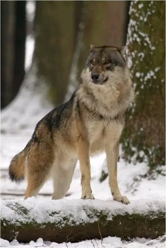Wolfs_Loves's tweet photo. Great photography! 🥰 Rating 0 to 10 🐺 https://t.co/A1r0mTw8wJ
