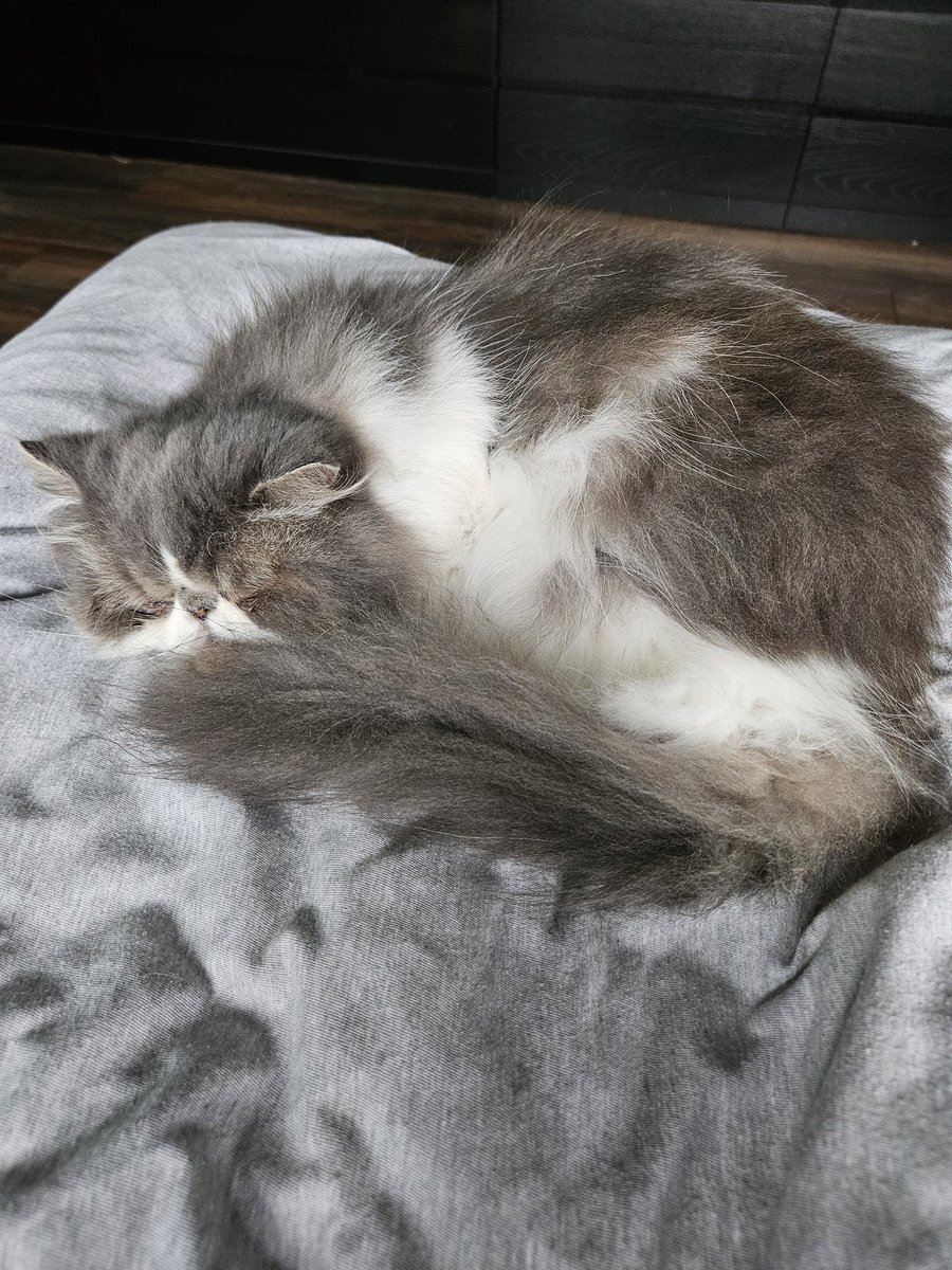 GamingBabs's tweet image. Nurse Ziggy to the rescue 💞#Sickday