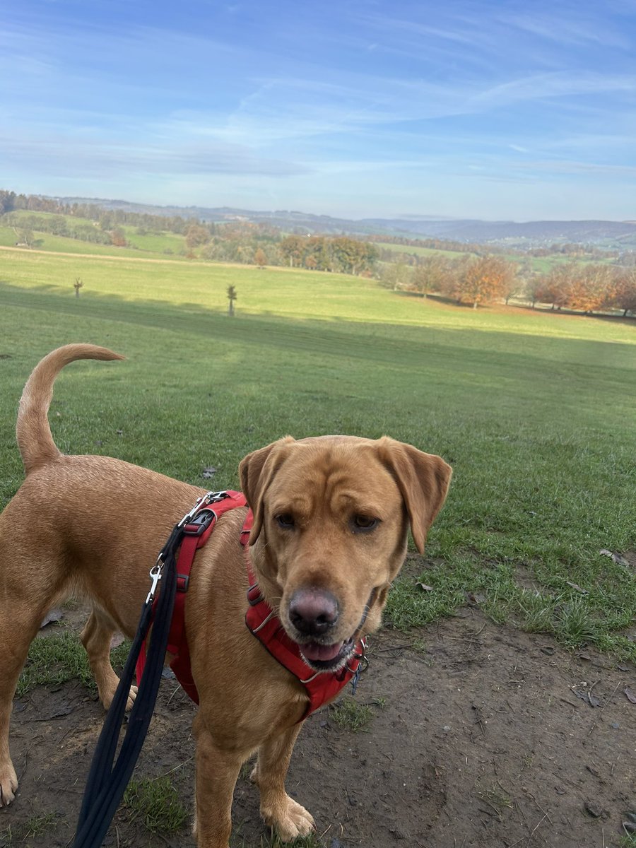 mickfox200's tweet photo. Sunny meander around the Chatsworth Estate with the apprentice... #nicedayforit..
#sunshineeddie.. 🧡🐾🧡🐾 https://t.co/StPki1UZ6l