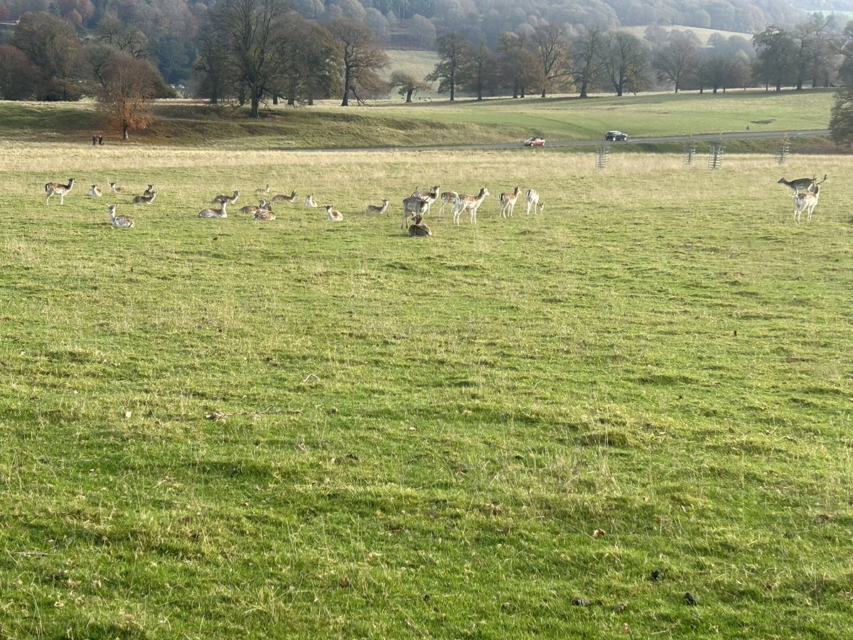 mickfox200's tweet photo. Sunny meander around the Chatsworth Estate with the apprentice... #nicedayforit..
#sunshineeddie.. 🧡🐾🧡🐾 https://t.co/StPki1UZ6l