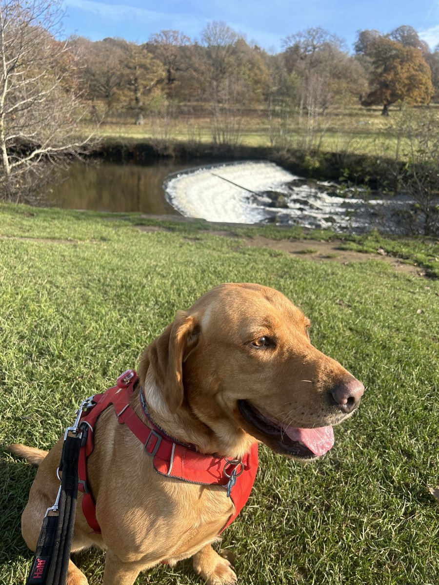 mickfox200's tweet photo. Sunny meander around the Chatsworth Estate with the apprentice... #nicedayforit..
#sunshineeddie.. 🧡🐾🧡🐾 https://t.co/StPki1UZ6l
