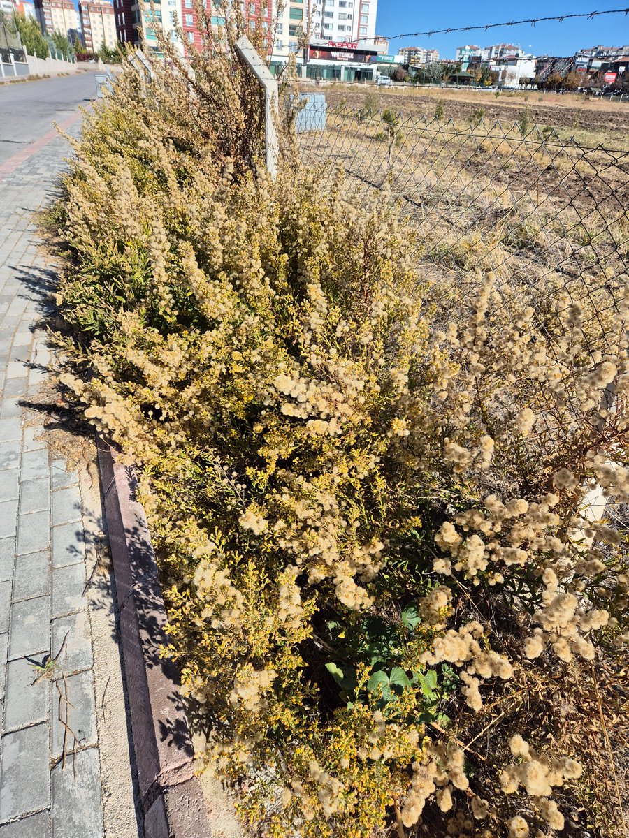 Nallıhan Sakarya vadisinde ilk  defa gördüğüm "Yapışkan Andız Otu (#InulaViscosa)" doğal yayılış alanının dışında Ankara şehir içinde yayılmaya devam ediyor. Eylül-Ekim aylarında bol sarı çiçek açan çok yıllık bu ot; arıcılıkta çok faydalı bitkilerdendir. Batıkent/Ankara