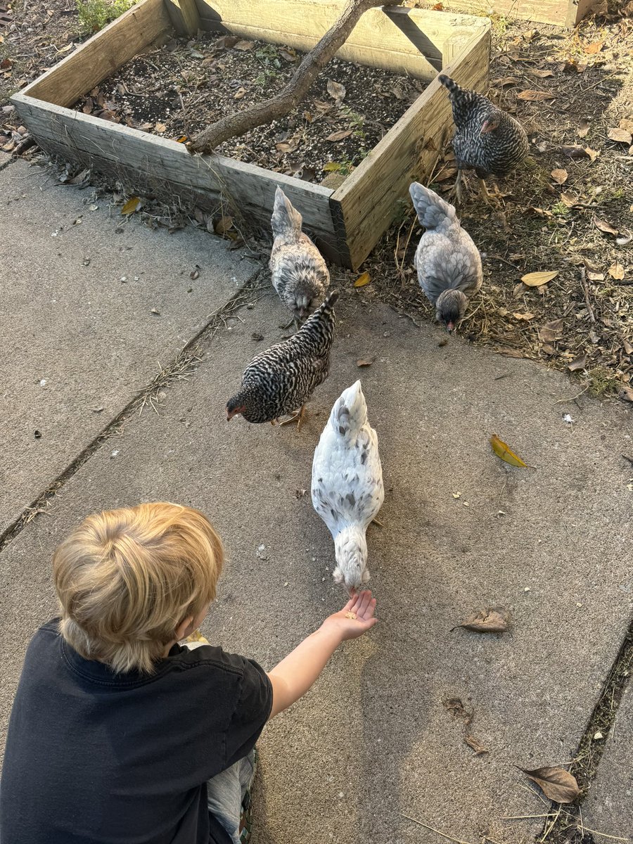 Our science lesson today was about how birds use their beaks.  We decided to take a trip to see our BRE chickens, and we watched how they use their beaks! 🐓 #WeBelieveinBRE