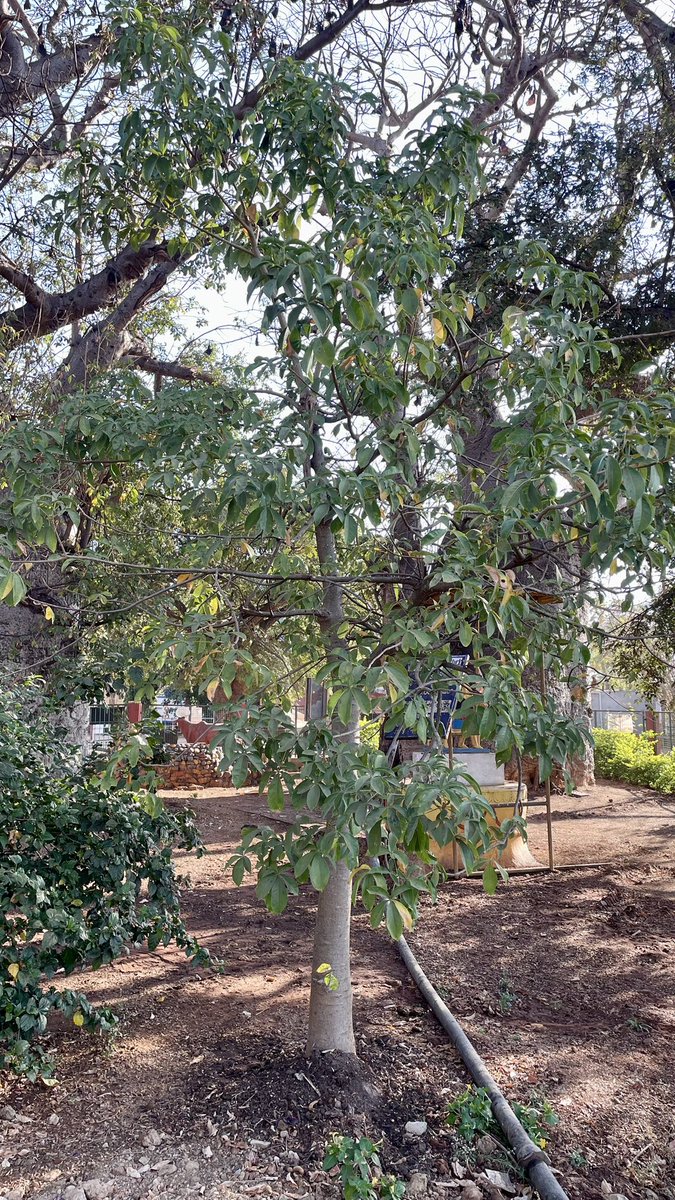 vata_foundation's tweet image. The Baobabs of Savanur Karnataka. So far this is the only place where multiple large sized (a few hundreds of years old)  Baobabs have been found in one place during #TheBigTreeQuest. 

There are 3 fully grown Baobabs out of which one was replanted after getting uprooted in a…