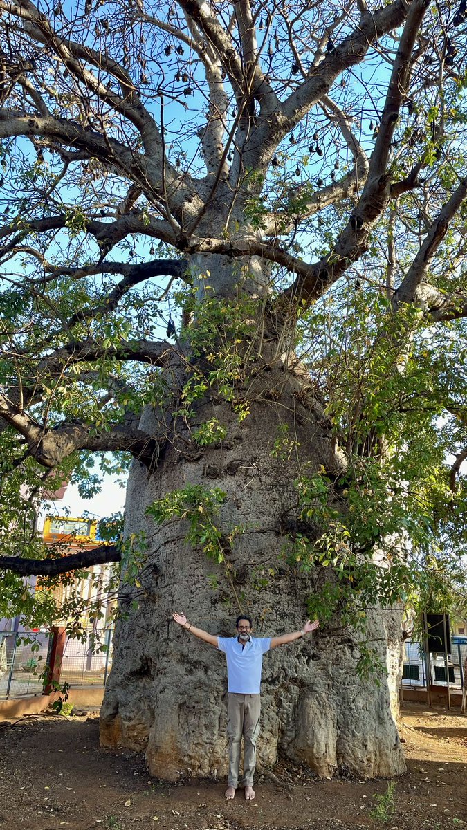 vata_foundation's tweet image. The Baobabs of Savanur Karnataka. So far this is the only place where multiple large sized (a few hundreds of years old)  Baobabs have been found in one place during #TheBigTreeQuest. 

There are 3 fully grown Baobabs out of which one was replanted after getting uprooted in a…