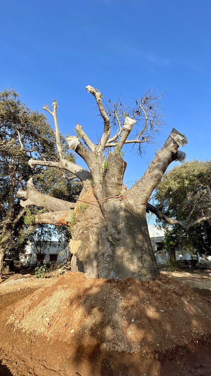 vata_foundation's tweet image. The Baobabs of Savanur Karnataka. So far this is the only place where multiple large sized (a few hundreds of years old)  Baobabs have been found in one place during #TheBigTreeQuest. 

There are 3 fully grown Baobabs out of which one was replanted after getting uprooted in a…