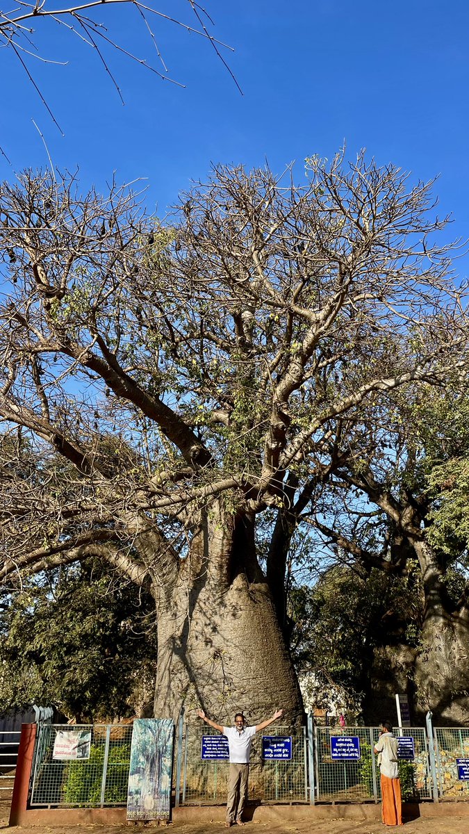 vata_foundation's tweet image. The Baobabs of Savanur Karnataka. So far this is the only place where multiple large sized (a few hundreds of years old)  Baobabs have been found in one place during #TheBigTreeQuest. 

There are 3 fully grown Baobabs out of which one was replanted after getting uprooted in a…