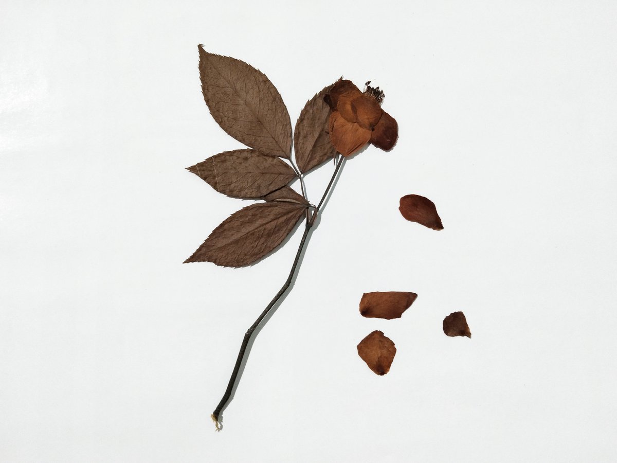 gee ⊹.˚ tweet media