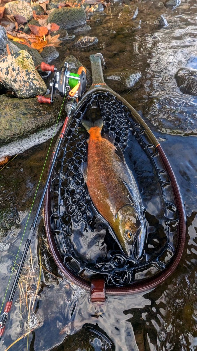 このタックルでキャッチできて良かった
#kokanee
#屈斜路湖
#shimano
#bantam10sg
#huerco
#ys408_5C
