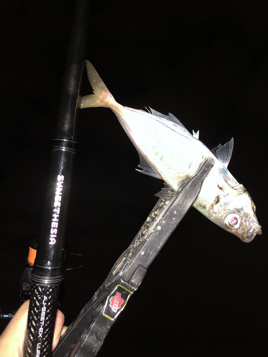 SYNESTHESIA AJ-56ST-EXが届き、鱗付けをすることができました