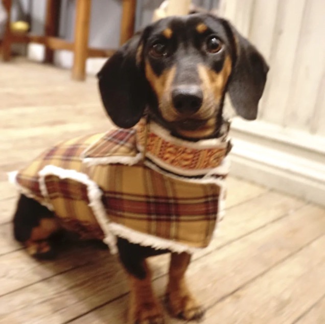 InfoHundsfutter's tweet photo. La roba fa el gos. 🙂 #collars #abric a #mesura #Regals, #detall, #souvenirs #accessoris #únics, #records #artesans per a #gossos i els #amants dels gossos. Vine a la #boutique amable amb els animals per als amants dels gossos. https://t.co/zox0Ar8DWe