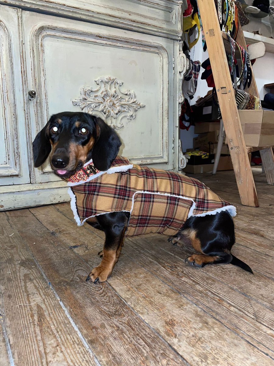 InfoHundsfutter's tweet photo. La roba fa el gos. 🙂 #collars #abric a #mesura #Regals, #detall, #souvenirs #accessoris #únics, #records #artesans per a #gossos i els #amants dels gossos. Vine a la #boutique amable amb els animals per als amants dels gossos. https://t.co/zox0Ar8DWe