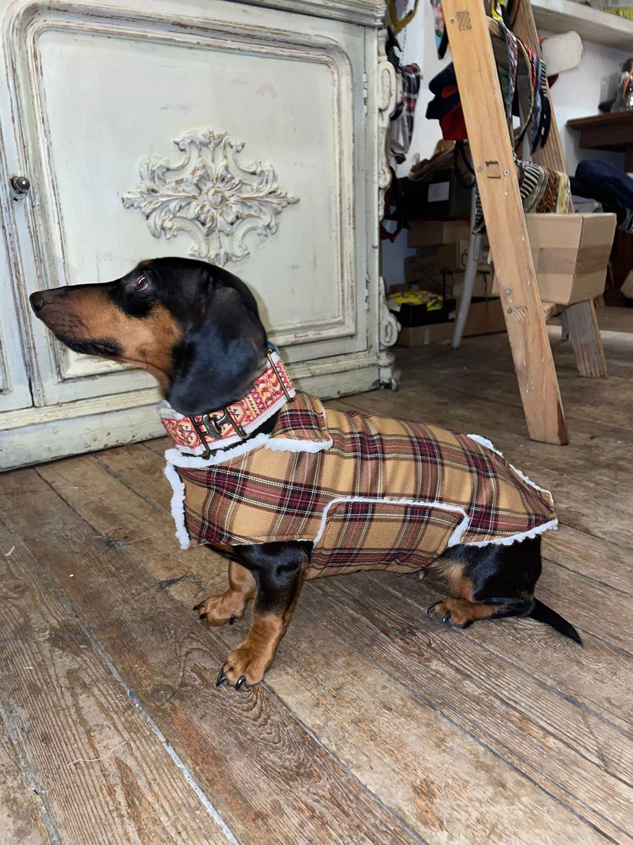 InfoHundsfutter's tweet photo. La roba fa el gos. 🙂 #collars #abric a #mesura #Regals, #detall, #souvenirs #accessoris #únics, #records #artesans per a #gossos i els #amants dels gossos. Vine a la #boutique amable amb els animals per als amants dels gossos. https://t.co/zox0Ar8DWe