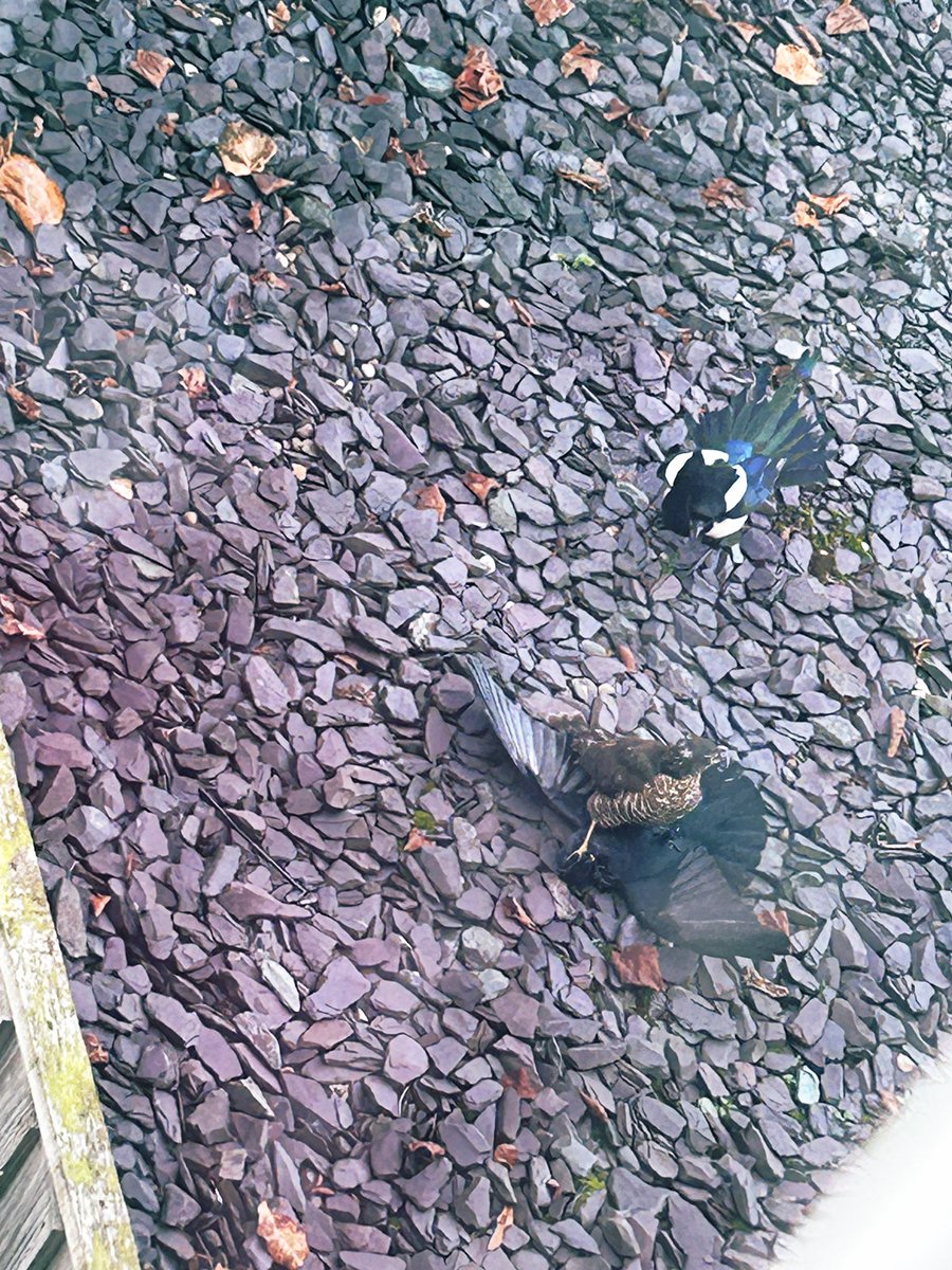 Strange things to see out of your window number 1. A bird of prey duffing up a crow whilst a magpie and his mates argue the toss.