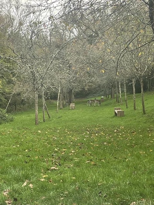 SustainableUHP (@sustainableuhp) on Twitter photo Spot the deer in this photo of the <a href="/UHP_NHS/">University Hospitals Plymouth NHS Trust</a> grounds! Fresh air and green space is so important for destressing at work throughout the day ๐ฟ Spot the deer in this photo of the <a href="/UHP_NHS/">University Hospitals Plymouth NHS Trust</a> grounds! Fresh air and green space is so important for destressing at work throughout the day ๐ฟ