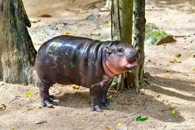 jylam's tweet photo. @EbibiGlass Faut demander à Moo-Deng, le bébé hippo qui a prédit la victoire de Trump https://t.co/4bbuZyTmQy