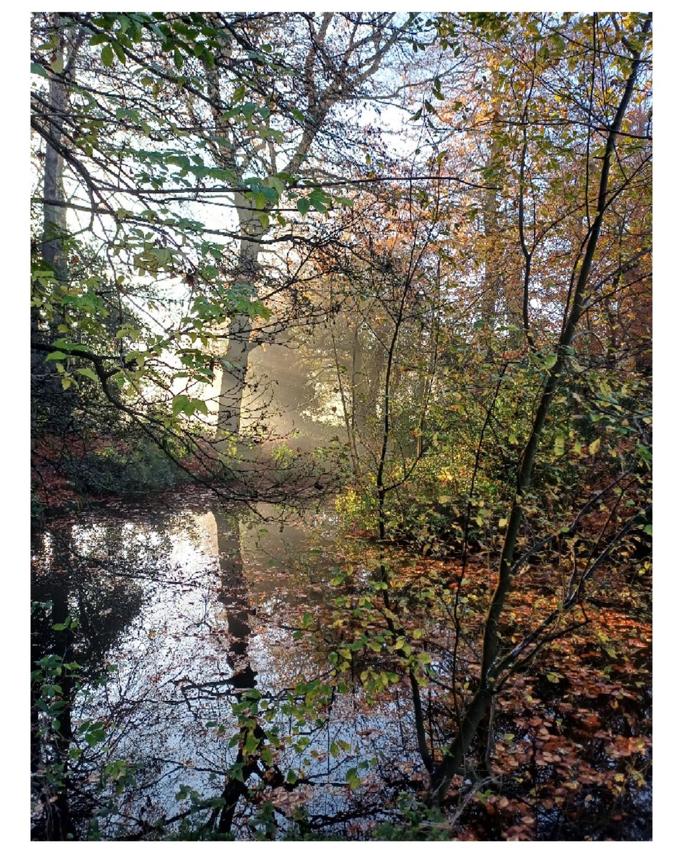 The park was looking very atmospheric this morning with a low bank of mist in the sunshine