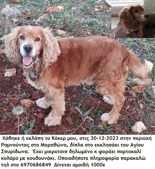 theofania_may's tweet photo. 🆘🆘🆘🆘
ΧΑΘΗΚΕ ΣΤΟΝ ΜΑΡΑΘΩΝΑ. ΑΚΟΜΑ ΤΟΝ ΨΑΧΝΕΙ Η ΟΙΚΟΓΕΝΕΙΑ ΤΟΥ ΠΑΝΤΟΥ... https://t.co/eq6pQmjbLJ