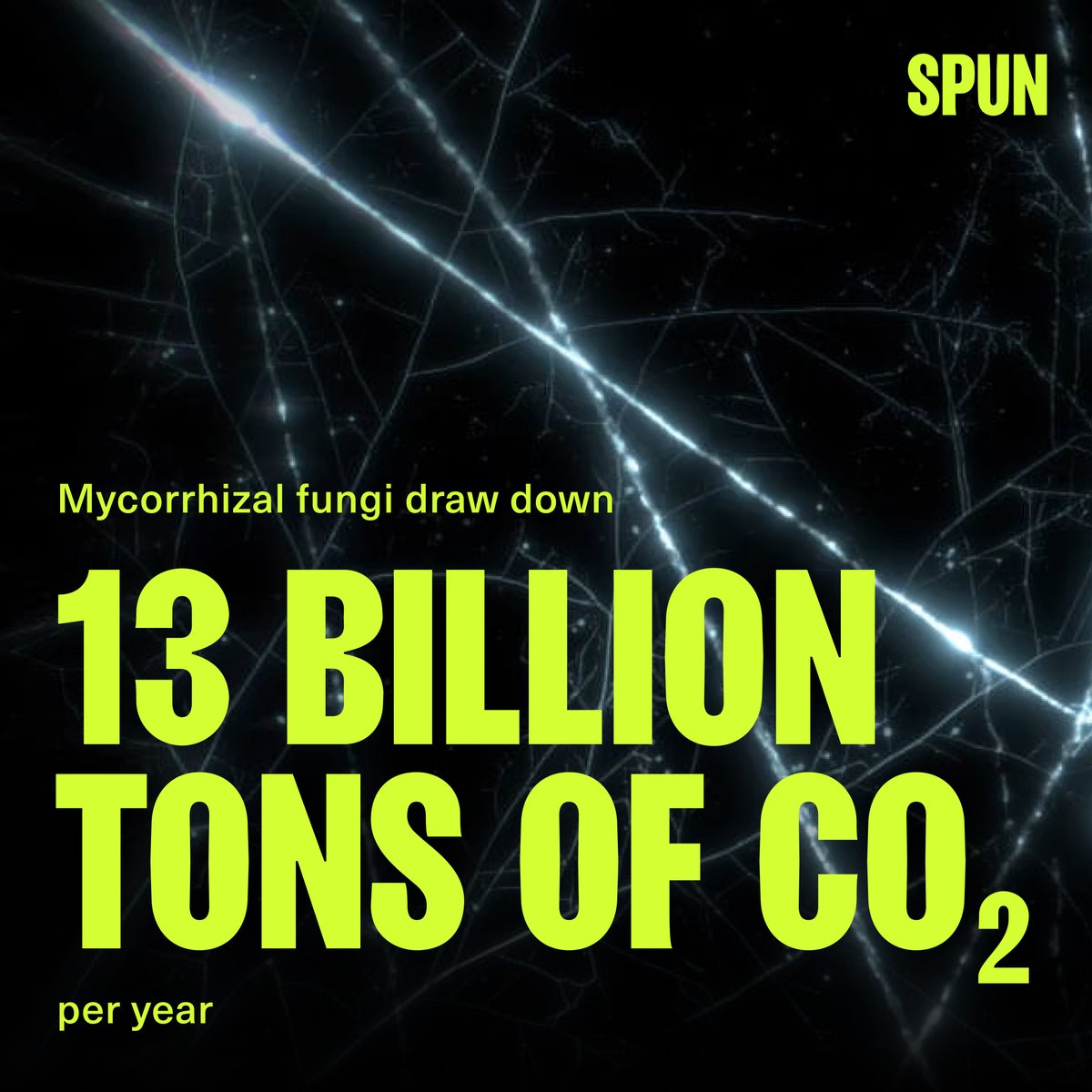 World leaders gather at #COP29 this week to tackle runaway climate change. 

The climate conversation needs to dive underground and recognize the critical role mycorrhizal fungi play in controlling CO2. 🍄‍🟫🌡️

Learn more: spun.earth/networks/clima…