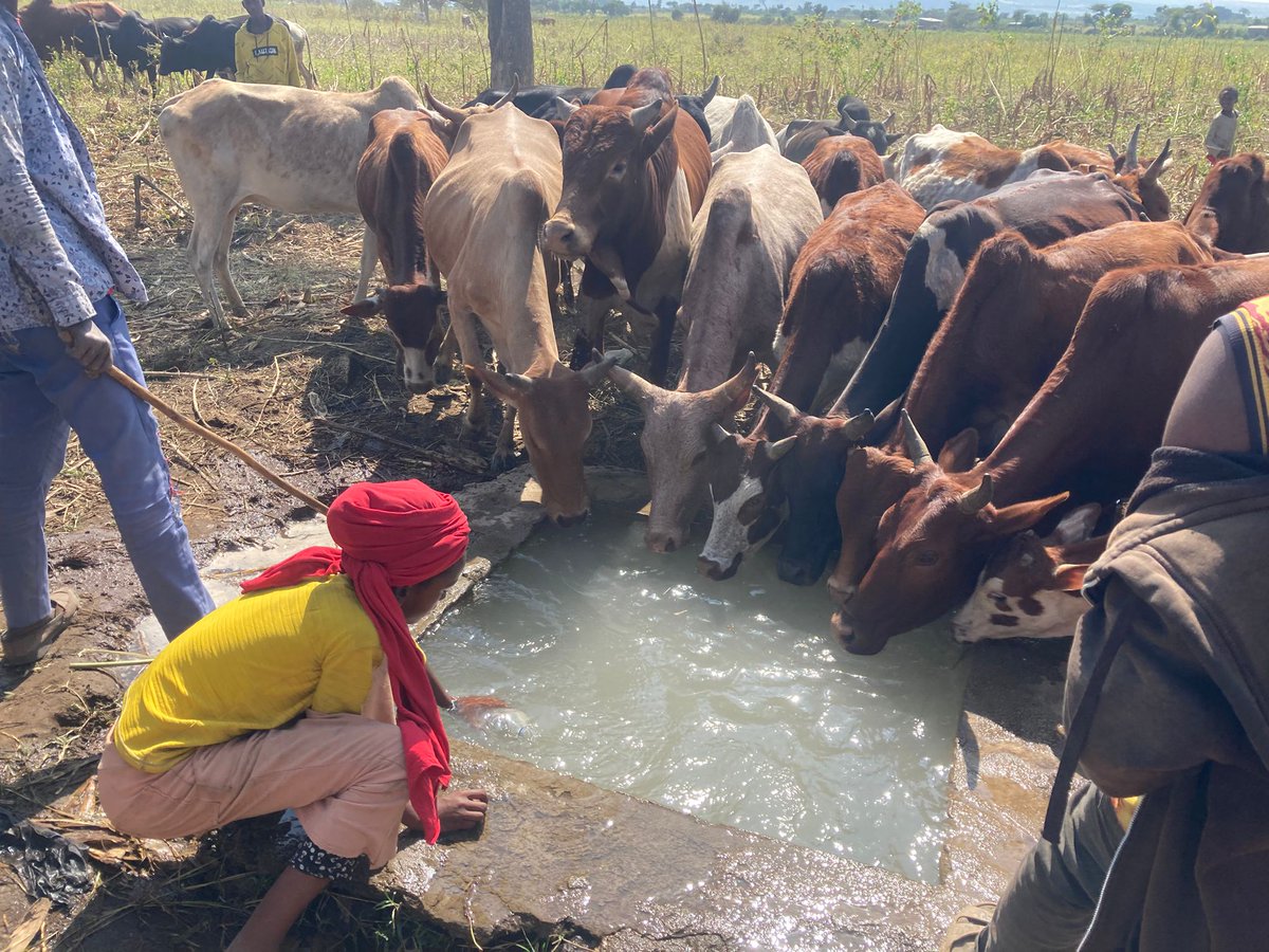 💧Greetings from Ethiopia! Our team worked with Heban Negelle Siraro Utility to tackle Non-Revenue Water (NRW) issues, ensuring more drinking water reaches the community.

We also discovered a new take on Non-Revenue Water from a surprising stakeholder 🐮