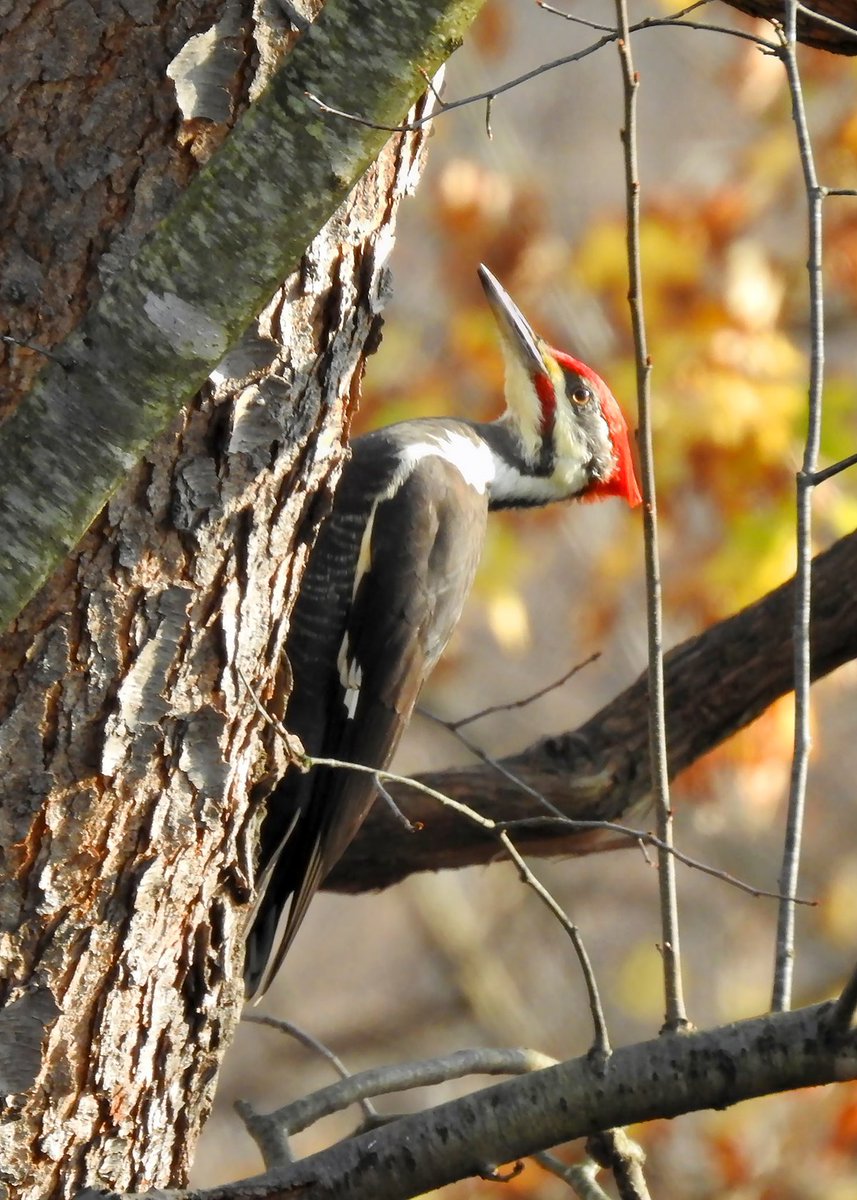 Have you heard any pileated woodpeckers lately? In the fall when young are venturing off on their own, calls and drumming tend to increase as territories are established and defended!

📷 Michael Schramm/USFWS