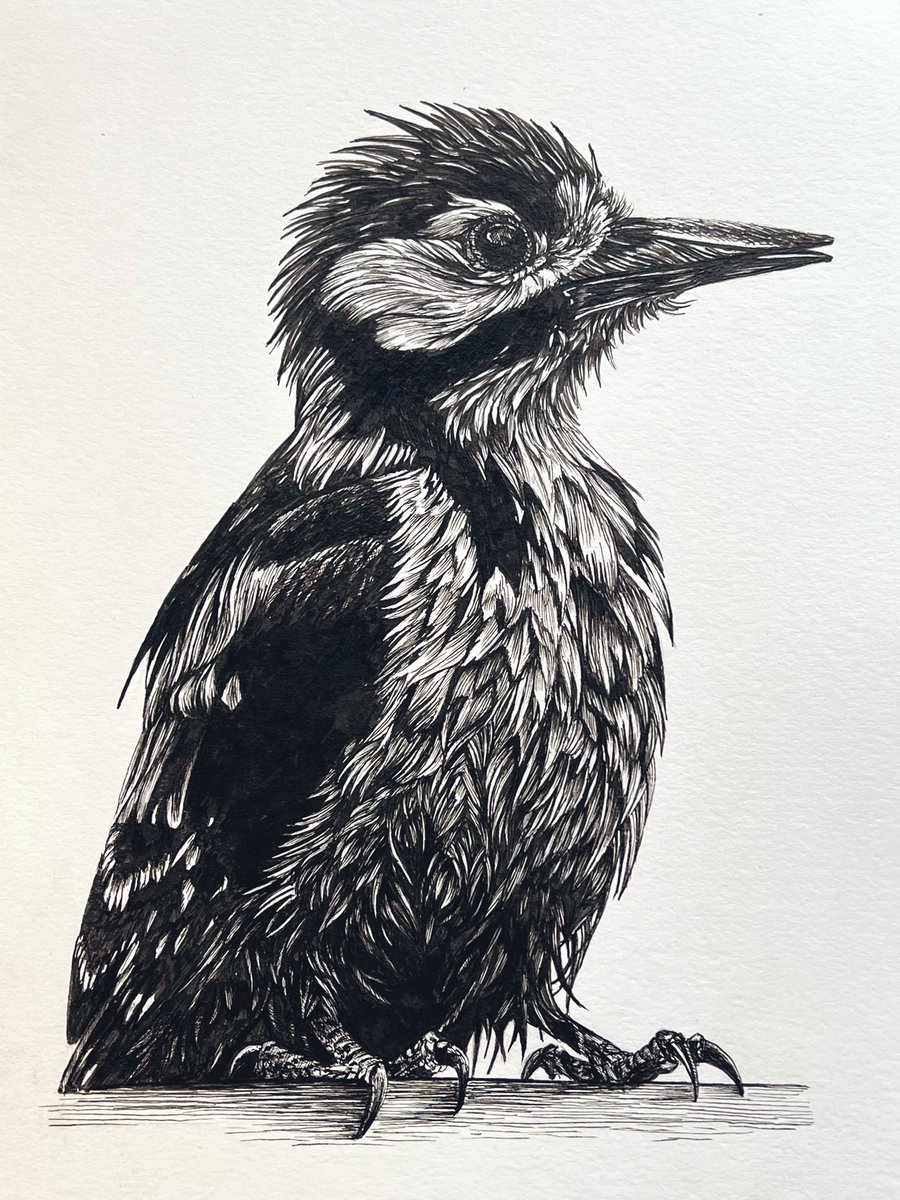 AtelierGeeraets's tweet image. 7 jaar geleden begon ik met tekenen in de trein naar en van het werk. Alles in pen en inkt, ik greep even terug naar die tijd en maakte dit werk. Het is een natte specht.

‘Typisch weer dit’
29 x 21,7 cm
Inkt op papier 

Retweet is lief.