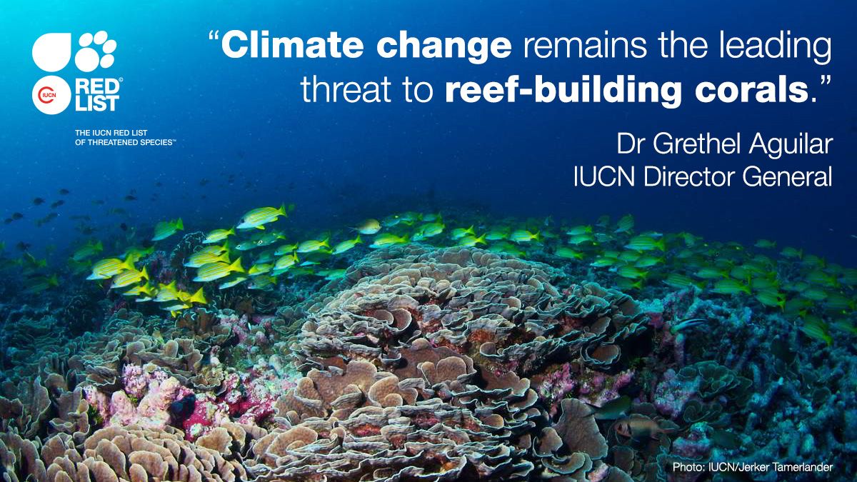 IUCN (@iucn) on Twitter photo 📢 NEWS: Forty-four per cent of reef-building coral species globally are at risk of #extinction. 🐠
Learn more in the latest <a href="/IUCNRedList/">IUCN Red List</a> update launched at #COP29.
➡️ bit.ly/3AEBJLq 📢 NEWS: Forty-four per cent of reef-building coral species globally are at risk of #extinction. 🐠
Learn more in the latest <a href="/IUCNRedList/">IUCN Red List</a> update launched at #COP29.
➡️ bit.ly/3AEBJLq
